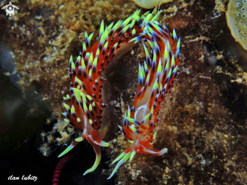 A Phidiana indica | nudibranch