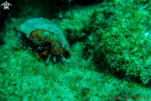 A hermit crab (keşiş yengeci)