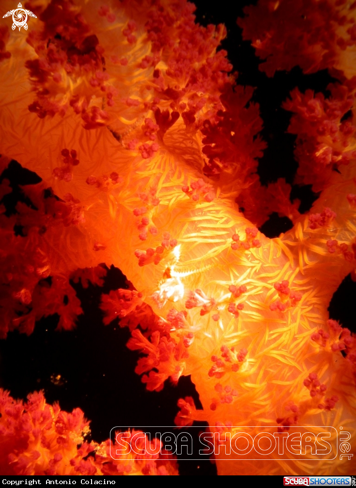 A Soft coral-Alcionario