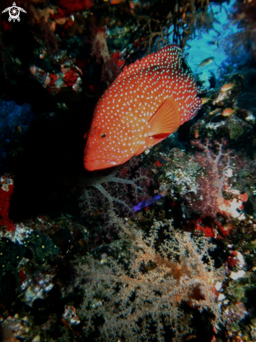 A Cephalopholis miniata | Red grouper