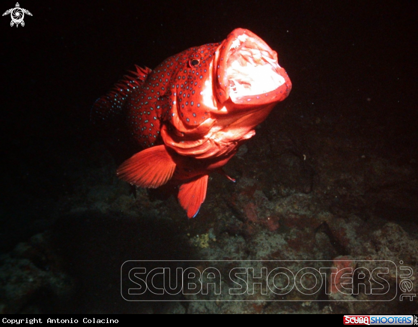 A Red grouper