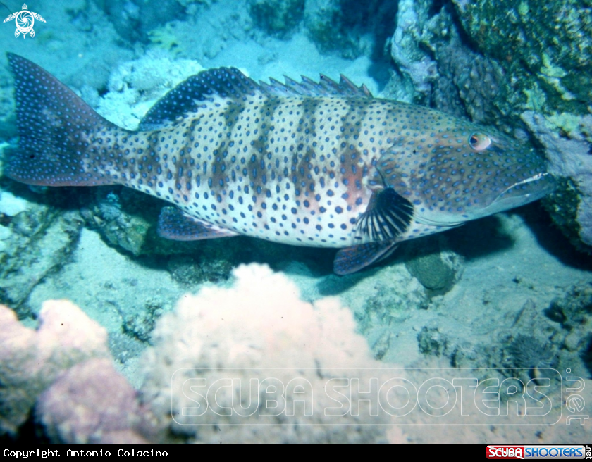 A Spotted coral grouper