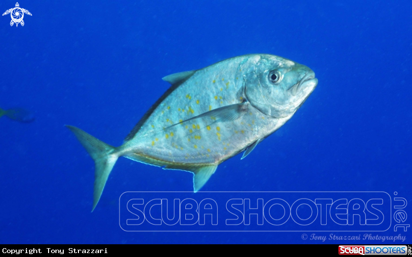 A Yellow-spotted trevally