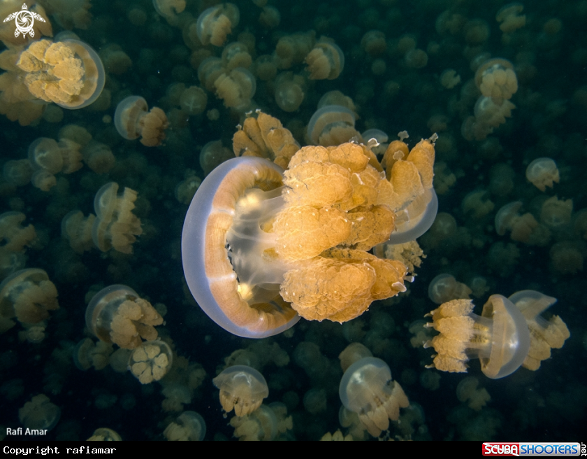 A Jellyfish in Palau