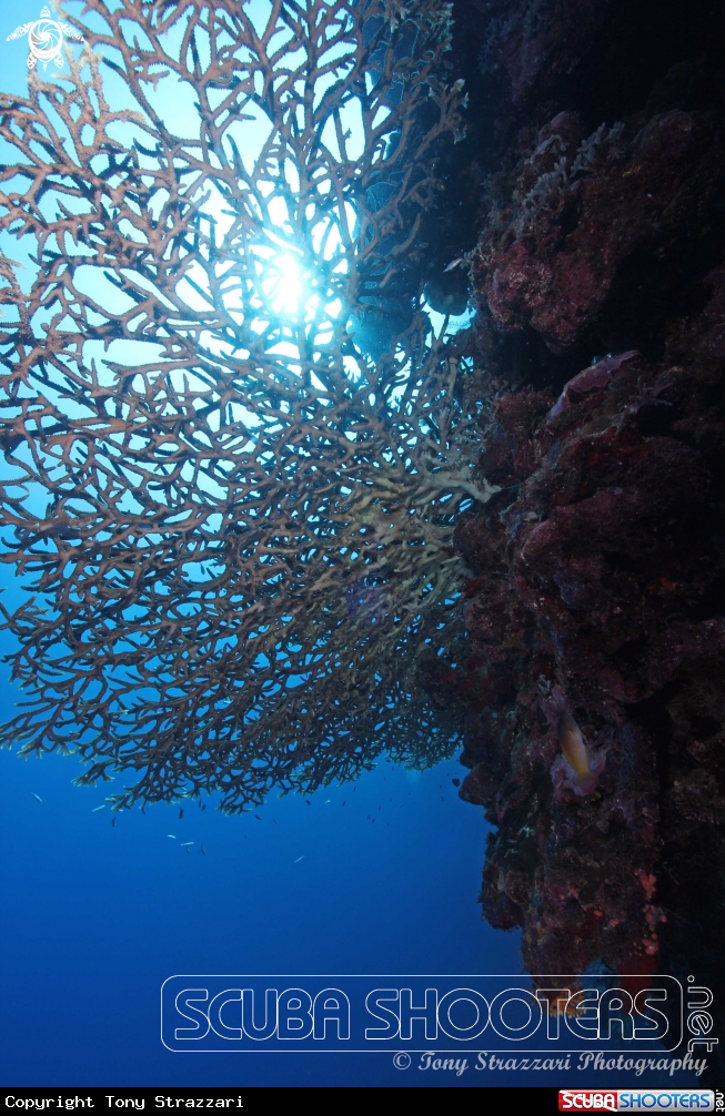 A Staghorn coral
