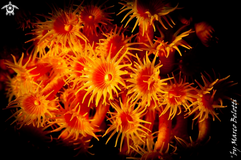 A Parazoanthus | margherita di mare