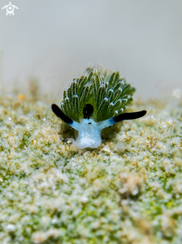 A Costasiella usagi | Nudibranch