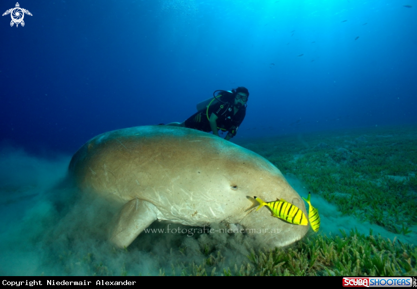 A Dugong dugon