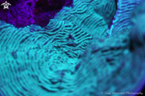 A encrusting coral