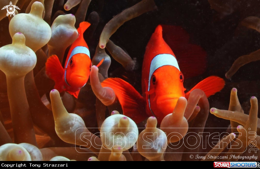 A Maroon clownfish