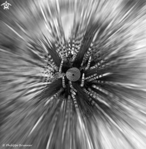 A urchin
