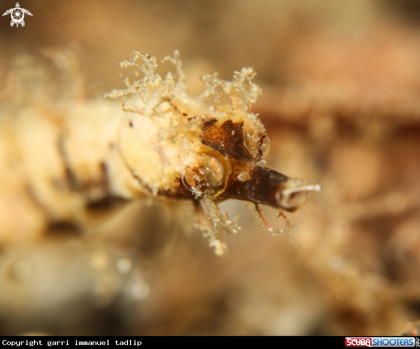 A pygmy pipe sea horse