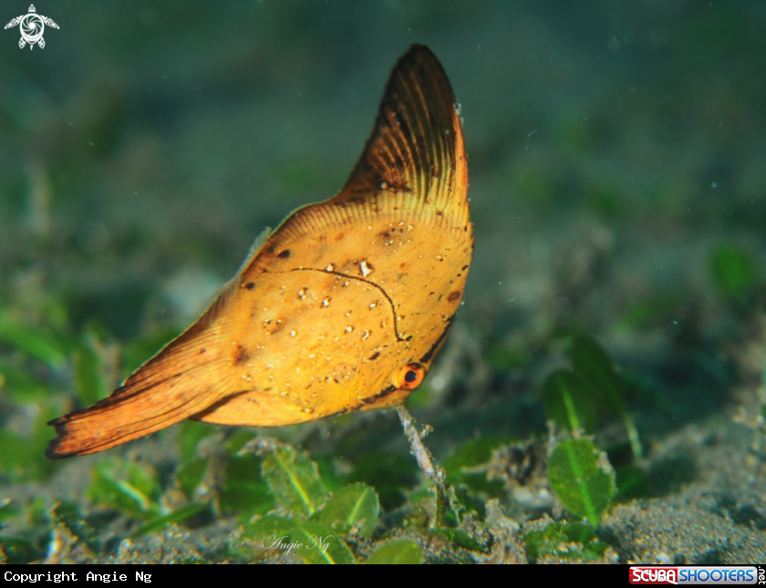 A Yellow Bat Fish
