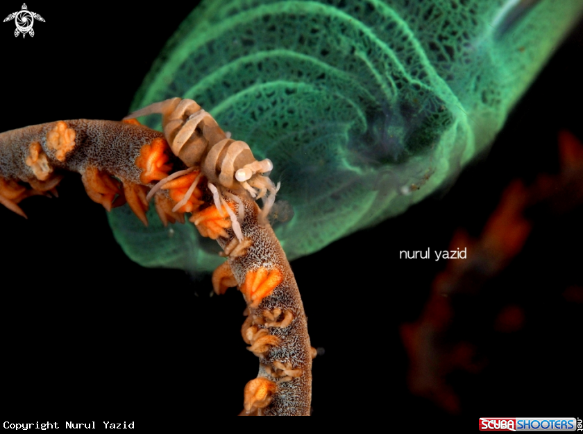 A Whip Coral Partner Shrimp