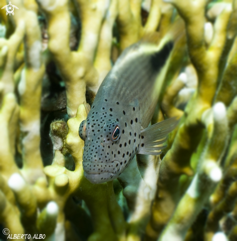A paracirrhites forsteri | pez alcon de forster