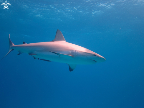 A Carribean Reef Shark