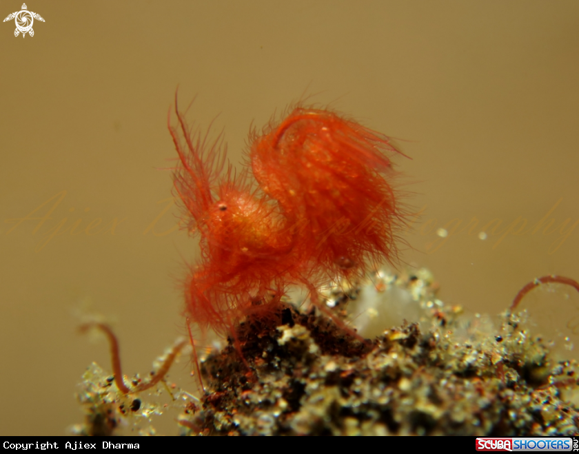A hairy shrimp 