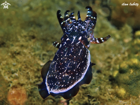 A Sepia latimanus | sea cucumber
