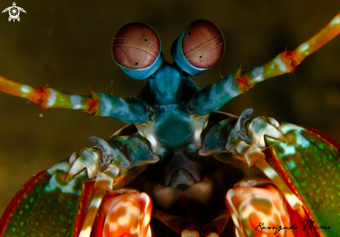 A Odontodactylus scyllarus | Mantis shrimps