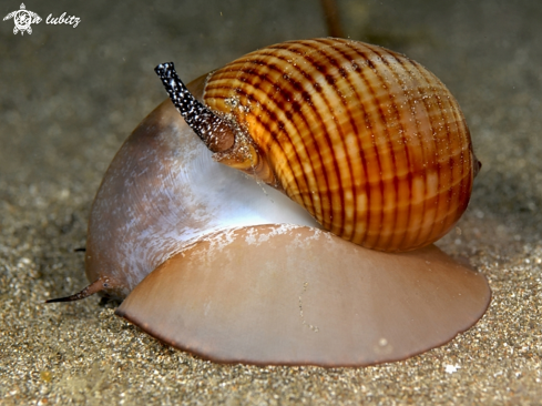 A Tonna perdix | sea shell