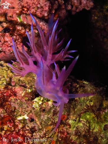 A Flabellina affinis | Purple flabeline.