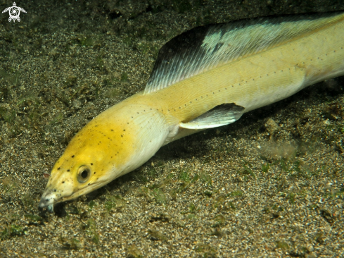 A Ophichthus altipennis |  Highfin Snake Eel 