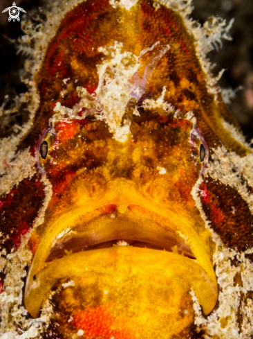 A Antennarius sp. | Frogfish