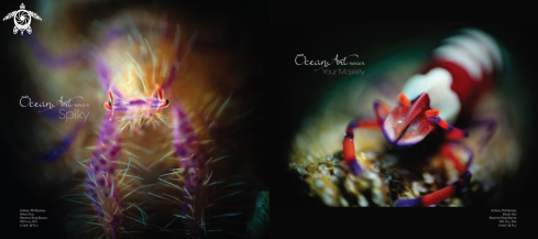 A Lauriea Siagiani (left) / Periclimenes imperator (right) | Pink Hairy Squat Lobster (left) / Emperor Shrimp (right)