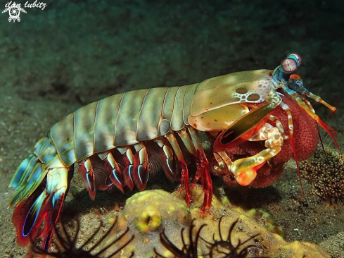 A Odontodactylus scyllarus | Mantis Shrimp