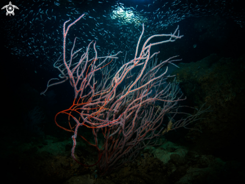 A Junceella sp. | Coral