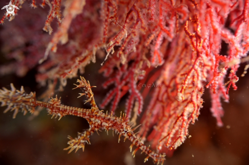 A Solenostomus | Ghost Pipefish
