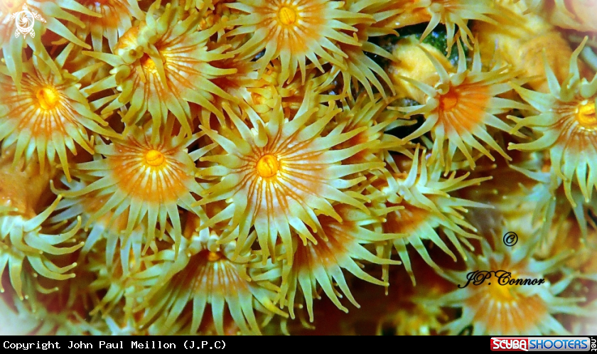 A Yellow encrusting anemone