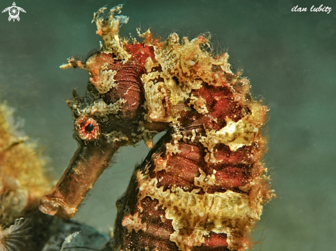 A Thorny Seahorse 