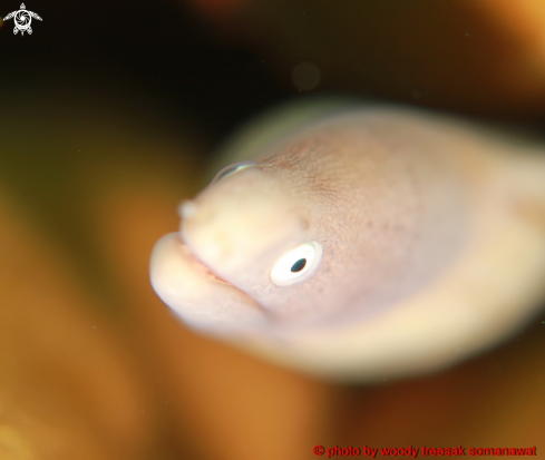 A Gymnothorax thyrsoideus. | White Eyed Moray Eel
