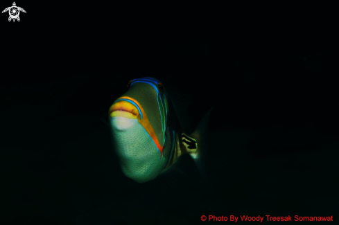 A Rhinecanthus aculeatus | Picasso Triggerfish