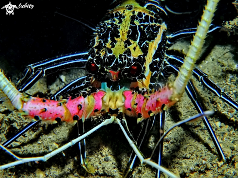 A Panulirus versicolor |  Painted spiny Lobster