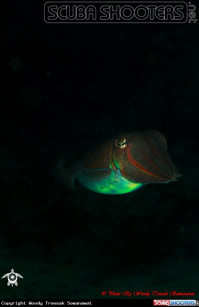 A Golden Cuttlefish