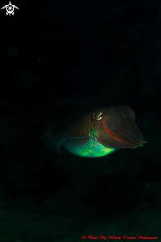 A Sepia esculenta | Golden Cuttlefish