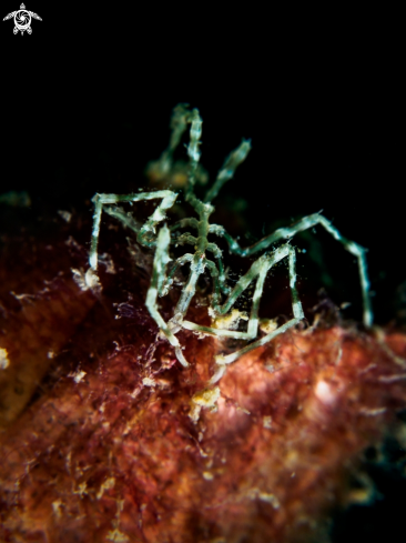 A Antennarius sp. | Sea Spider