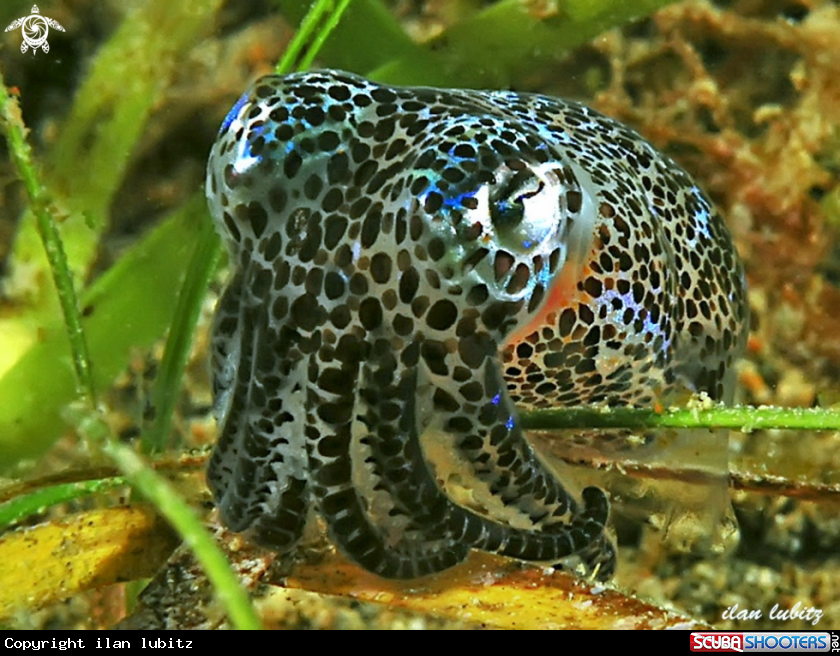 A Bobtail Squid 