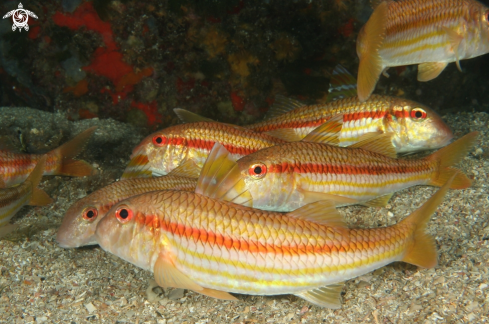 A Mullus surmuletus | Triglia di scoglio-Goat fish
