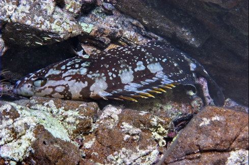 A Cernia bruna-Brown grouper