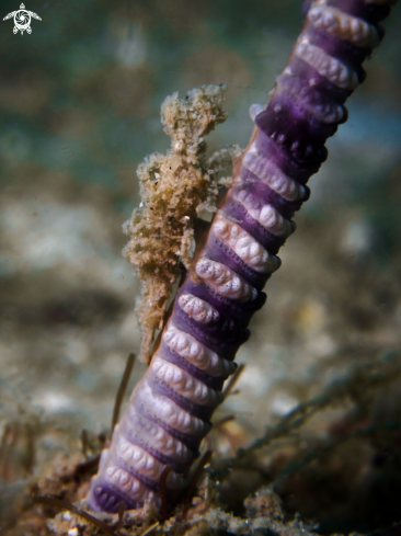 A Sea Pen Shrimp