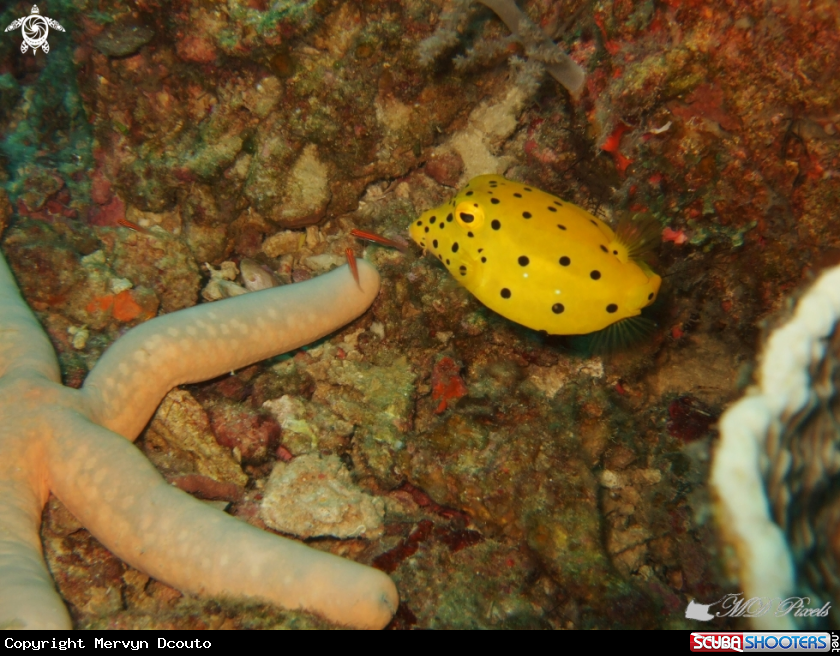 A Yellow Boxfish