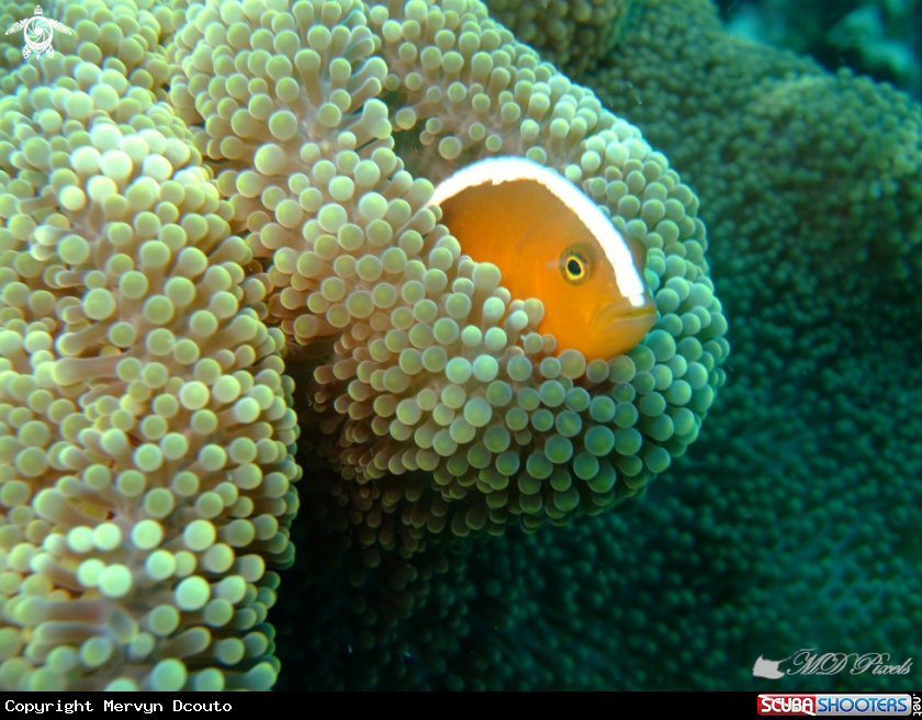 A Orange skunk clownfish