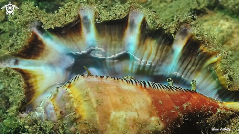A Lambis truncata | Sea shell