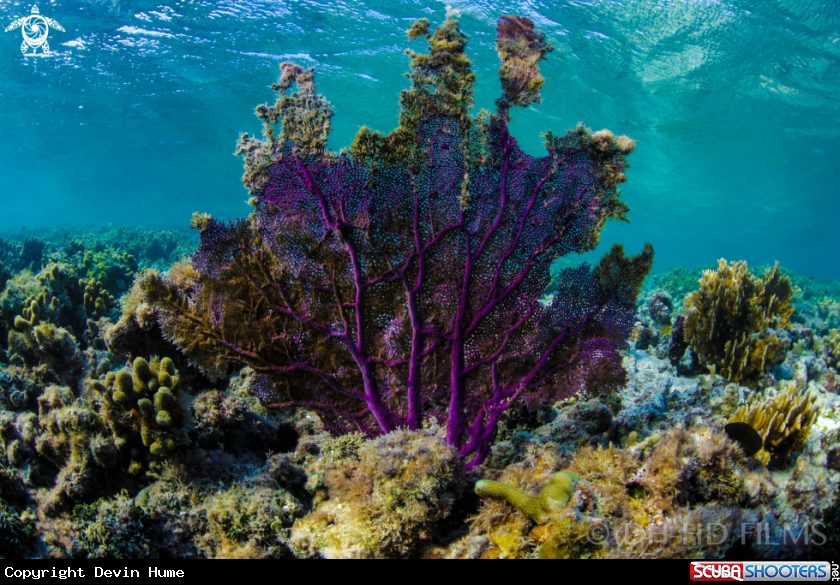 A Purple Fan Coral 