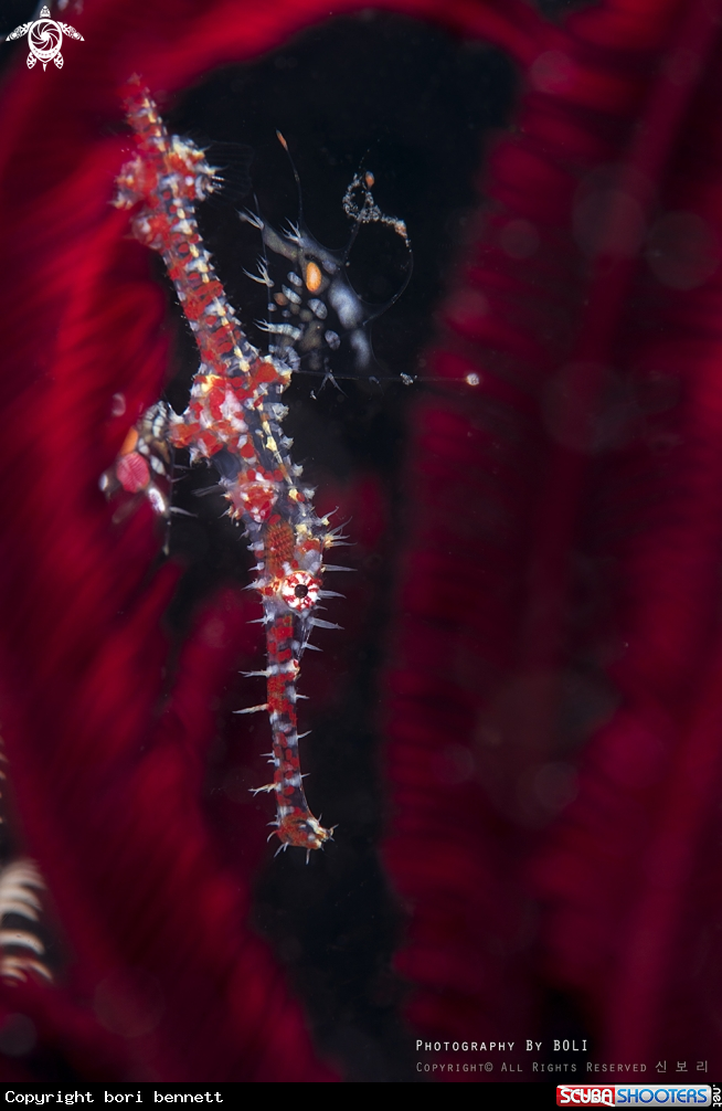 A Ghost Pipefish (Juv)