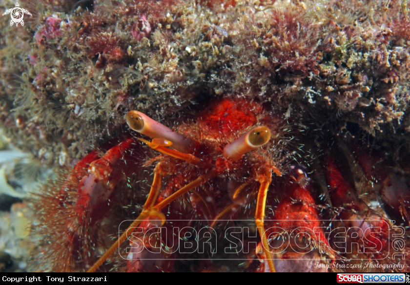 A Hairy Red Hermit Crab