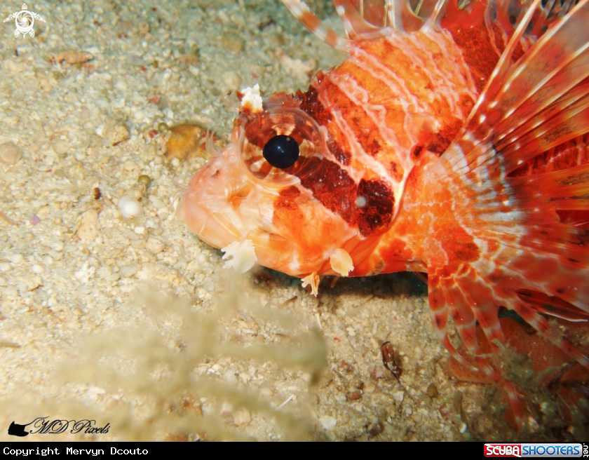 A Spotfin Lionfish